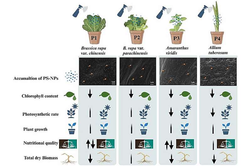 Accumulation of polystyrene nanoplastics in leaves poses threats to plants