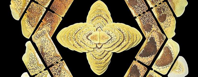 Creating a buzz about bee nest symmetry