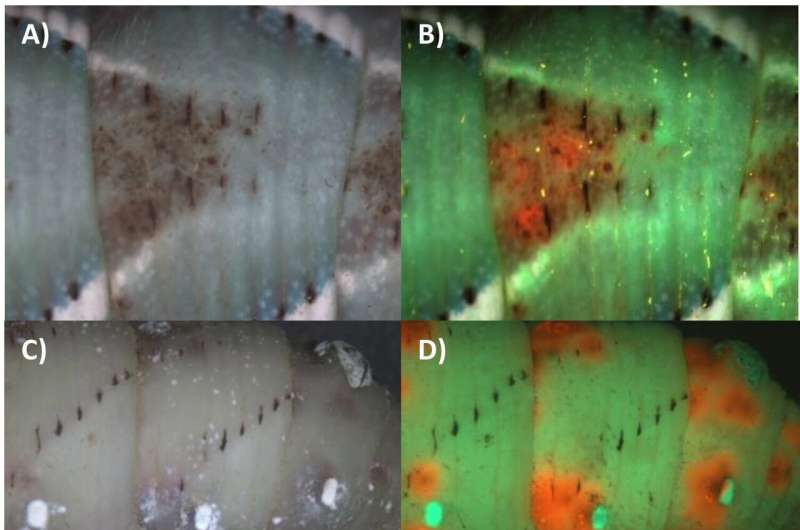 Insect-killing fungi find unexpected harmony in war