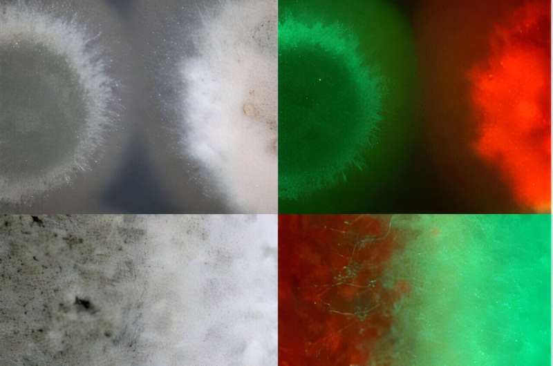 Insect-killing fungi find unexpected harmony in war
