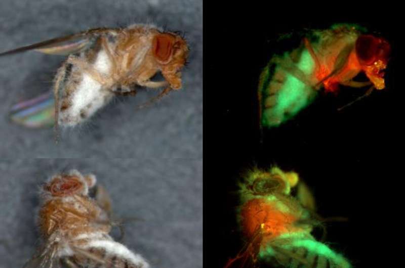 Insect-killing fungi find unexpected harmony in war