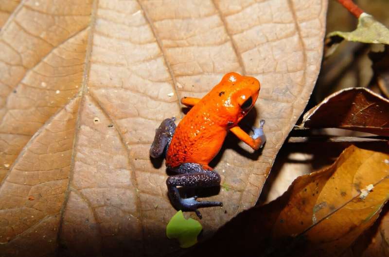 New study maps dramatic 100-million-year explosion in color signals used by animals