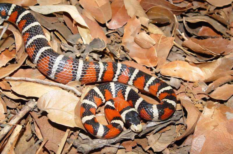 New study maps dramatic 100-million-year explosion in color signals used by animals