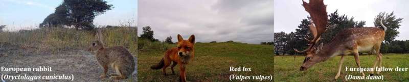 Revolutionizing biodiversity monitoring with a network of automated wildlife cameras