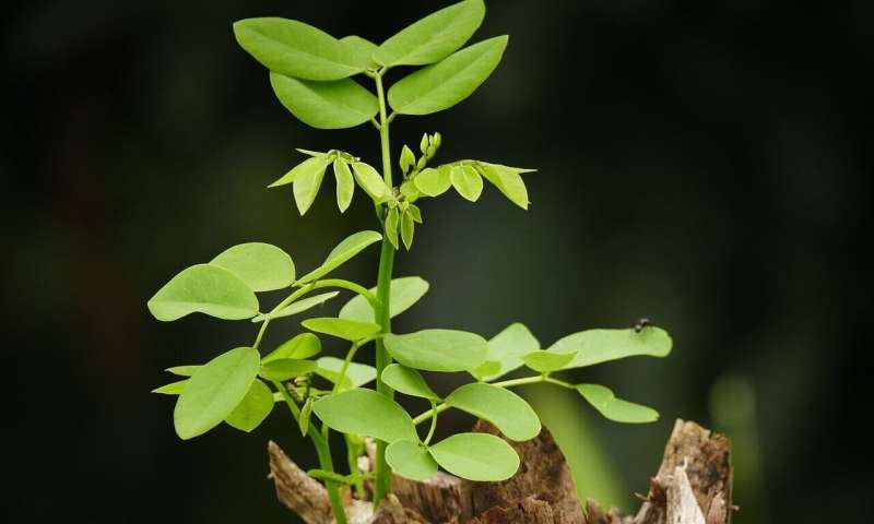 saplings