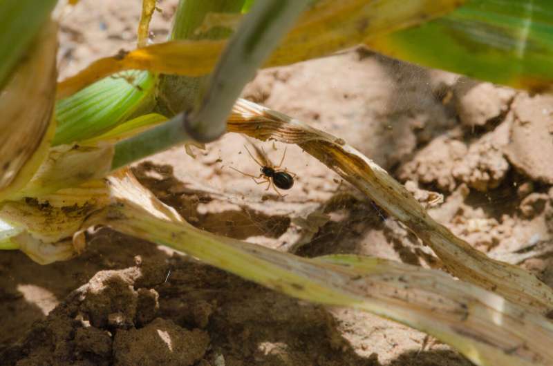 Spiders forage for prey rich in specific nutrients depending on species, life stage and sex