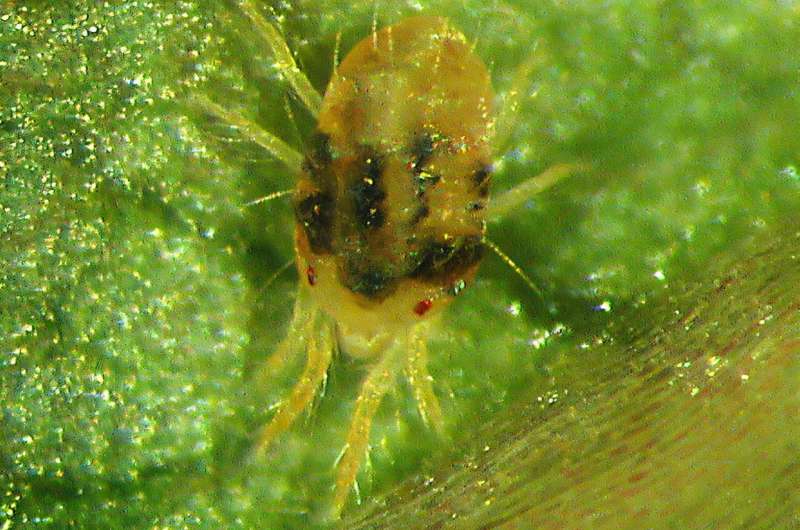 Sprinkling away the spider mites