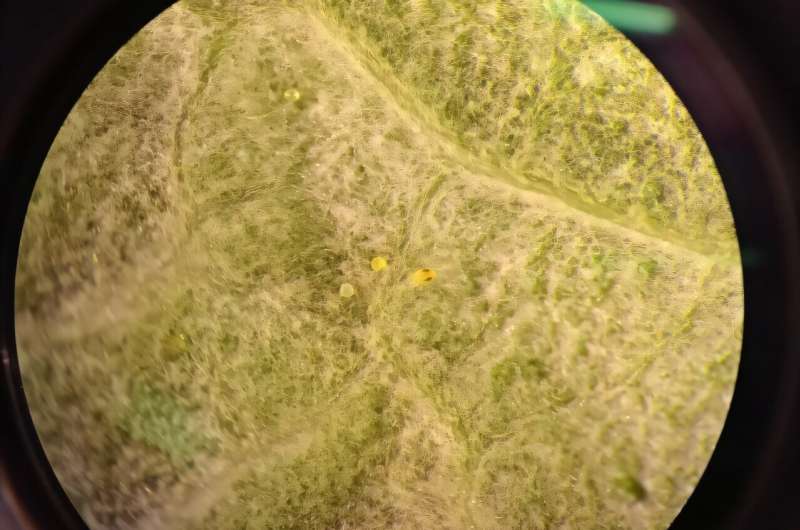 Sprinkling away the spider mites