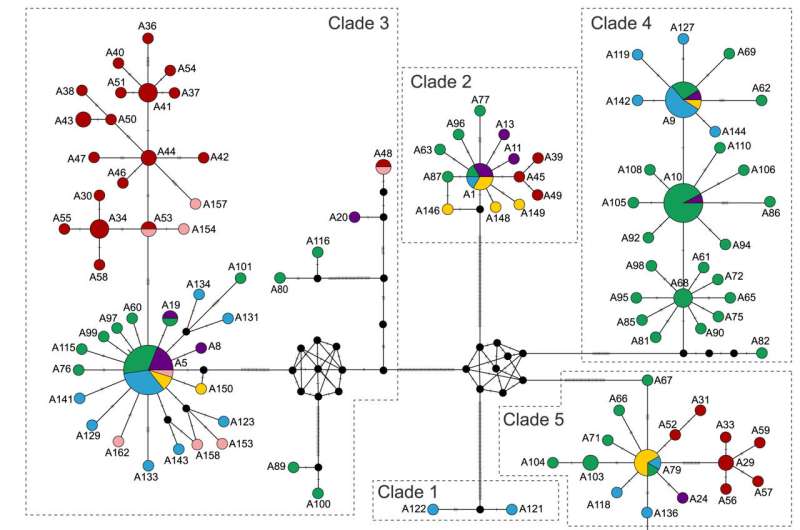 Team investigates population genetic characteristics of two hybrid crucian carp strains